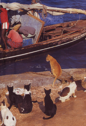 Каждое утро повторяется один и тот же ритуал: уличные кошки Ламу встречают рыбаков на пристани. Если люди вернулись с уловом, то и животные не останутся голодными. Хорошая традиция. Зачем ее нарушать?
